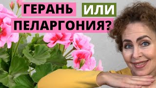 ГЕРАНЬ или ПЕЛАРГОНИЯ? Сходства и различия ГЕРАНИ и ПЕЛАРГОНИИ.