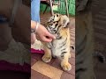 🐯🐯🐯wow adorable baby tigercub tiger kitten foryou fpy cute kitty