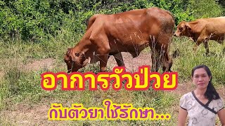 อาการวัวป่วย (การสังเกต) กับยารักษาโรคเบื้องต้น... | เลี้ยงวัวไล่ทุ่ง by ชีลองฟาร์ม