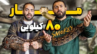 با بزرگترین مار دنیا بازی کردیم!!!