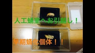 能勢YG血統 早期蛹化個体を人工蛹室へ移しました！【オオクワガタ】【早期羽化個体】