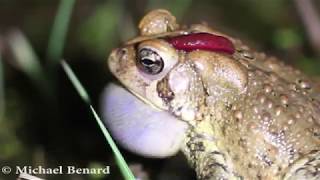 Leech feeding on a toad's head while he sings.