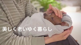 50代、未婚、子無し。でも子鹿犬と暮らして休日に孤独を感じなくなった【ミニピン／元保護犬】