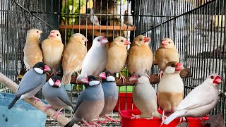 Java Sparrow Mutation All Variety of Fawn, White, and Silver Java Birds