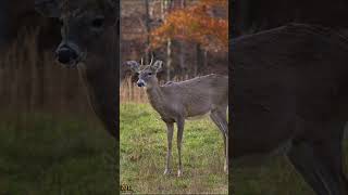 Da thirty point buck #deerhunter #deerhunting #hunting #deer #trend #turdypointbuck