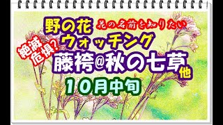 【花の名前を知りたい】野の花ウォッチング・絶滅危惧? フジバカマ@秋の七草(１０月中旬)