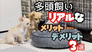 多頭飼い始める前に！メリット、デメリット3選