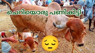 കൂറ്റൻ കാളകളും പശുക്കളും  |  വിലസഹിതം | kuzhalmannam Chandha | bull | Cow | Calf | TECH AND VLOGS