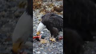 Eagles Feasting on Salmon