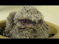 Cute Tawny Frogmouth Chick