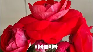 ♡♡♡♡예쁜꽃 구경하세요   010  5161  9036