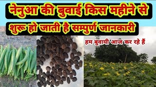 नेनुआ की बुवाई किस महीने से करें|Nenua ki buvayi kis mahine se kare|गिलकी gilaki|When to sow Nenua ?