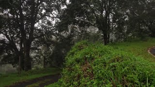 Gavi ecotourism | Forest ride through rainforest of Kerala | Monsoon kerala | #youtubeshorts #shorts