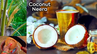 Coconut Wine | Neera Health Drink | Gaanv Ka Swad