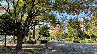 Culture Day walk through Shinkoiwa Park and Seseragi Park