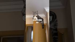funny animals videos funny cats video 😂 #cat #youtubeshorts #shortvideo #shorts #animals