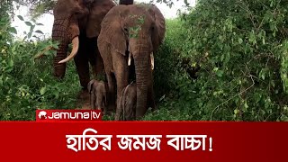 জমজ বাচ্চার জন্ম দিয়ে সাড়া ফেললো হাতি | Elephant Twin Baby