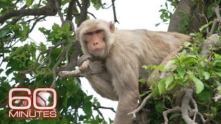 Monkey Island | Sunday on 60 Minutes