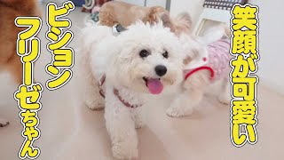 笑顔が可愛いビションフリーゼちゃん　🐶ひみつきちなう！#2🐶  (ビションフリーゼ 柴犬 パピヨン チワワ トイプードル アメリカンコッカースパニエル キャバリア) 2022年5月22日