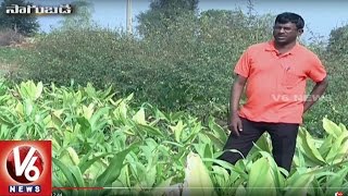 Success Story Of Organic Farmer Shivaiah || Sagubadi || V6 News