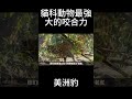 美洲豹的咬合力非常驚人，高達1100斤，足以一口咬碎一些動物的骨頭 shorts