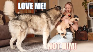 Husky Gets Jealous When I Pet Fake Puppy!