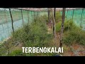 TANAMAN CABE TERBENGKALAI