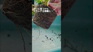 アラレア グリーンエレガンスを植え替えてみた #アラレア #ディジゴセカ #植え替え #植物のある暮らし #植物 #観葉植物