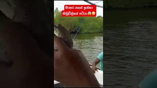 කිඹුල් පැටියෙක්ව අතට ගමුද? 😱🐊 #viral #srilanka #tiktok #nature #trending #babycrocodile #animals