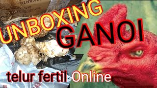 ayam Ganoi vietnam  Fertil(Unboking)