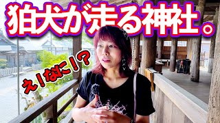 狛犬が爆走する廣峯神社‼️⚠️奇跡の波動送り⚠️も見逃さないで #霊能者 #霊視 #奇跡体験 #姫路