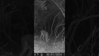 Whitetail deer huge buck #trailcamera #deer #wildlife #trailcam #whitetail #nature #monster #hunting