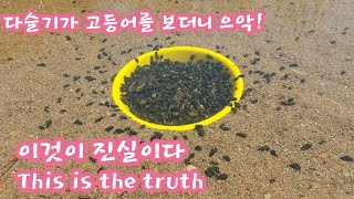 다슬기가 고등어를 보더니 - 우--와!  - This is the truth