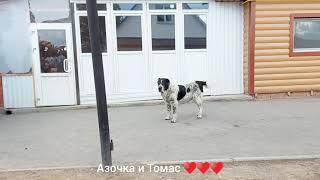 Мои домашние ветераночка Азочка и супер нянька Томас ♥️♥️♥️♥️♥️♥️♥️