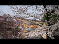 京都桜巡り「平野神社」