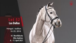 61. Westfälische Elite-Auktion Lot 52 Las Dallas Hengst v. Dallas VDL -   Tangelo van de Zuuthoeve