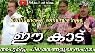 ലോകത്ത്  അപൂർവ്വം കാണുന്ന മരങ്ങളെ കൊണ്ട് ഇവിടെ ഒരാൾ കാട് നിർമ്മിച്ചു👆👌#latheefmanu #video  #forest