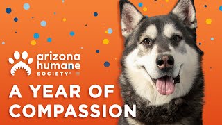 Thank You for a Year of Compassion in Action