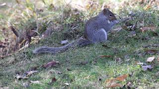 Eastern Gray Squirrel Foraging for Food