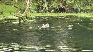 福山植物園-小鸊鷉叫聲