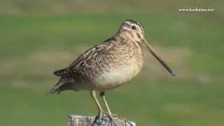 Agachadiza común ( Gallinago gallinago ) Snipe