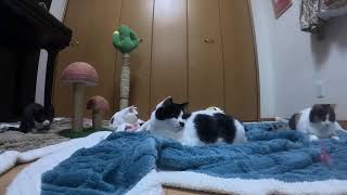 2024/11/5（夜の部）下半身麻痺の猫 あいかなちゃんと10匹の猫とビーグル犬 #下半身麻痺猫