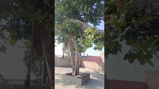 Flying Tree in Hansi Haryana | Samadha Mandir Hansi | चमत्कारी वृक्ष | floating tree india |