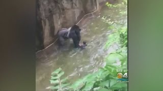 Changes At Zoo Miami After Gorilla Killed At Cincinnati Zoo