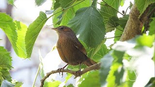 Streaked Laughingthrush