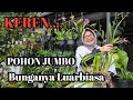 Cara Tanam  Anggrek Onchydium Agar Subur dan Berbunga Cantik