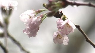 冷たい雨の東京でソメイヨシノ開花　満開が楽しみ(17/03/21)