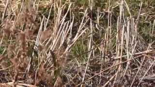 カシラダカ Rustic Bunting  田鵐 湘南タゲリ米の里