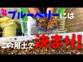 【保存版】誰でも簡単にできるブルーベリーの用土作りをプロ農家が教えます