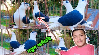 আলহামদুলিল্লাহ। বাসার নতুন কবুতর নিয়ে আসলাম 🕊️#pigeon.